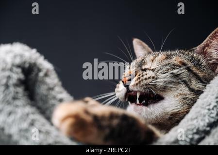 Mignon chat tabby ouvre sa bouche pour bâiller. Drôle d'image d'un chat après avoir dormi. Banque D'Images