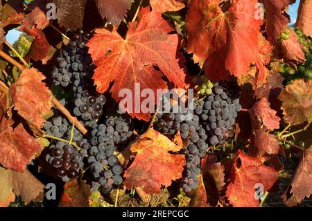 Vignoble . Horta de Sant Joan . Parc national des ports de Beseit. Province de Tarragone.Espagne Banque D'Images