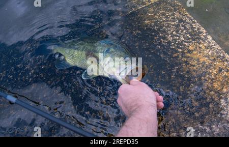 Tenue parfaite de bar à grande bouche, pêche côtière, pêche du poisson Banque D'Images