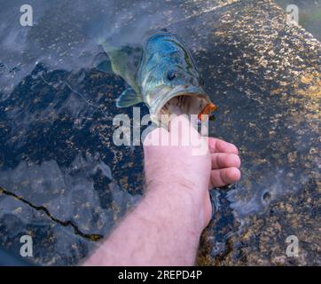 Tenue parfaite de bar à grande bouche, pêche côtière, pêche du poisson Banque D'Images