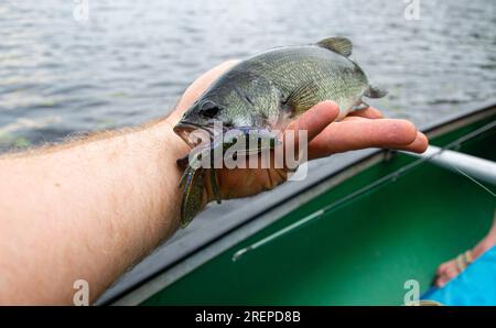 Tenue parfaite de bar à grande bouche, pêche côtière, pêche du poisson Banque D'Images