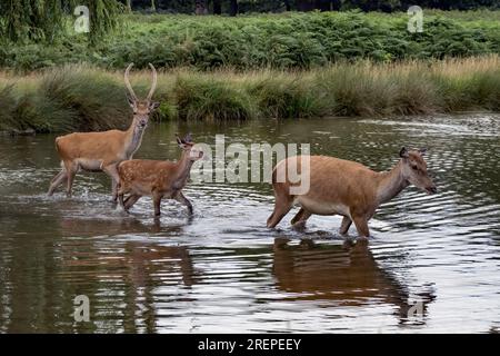 Famille de cerfs traversant l'étang peu profond à Bushy Park dans le Surrey Royaume-Uni Banque D'Images