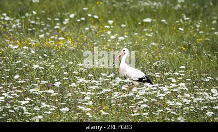 Une cigogne ( Ciconiidae ) dans une prairie pleine de fleurs sauvages Banque D'Images