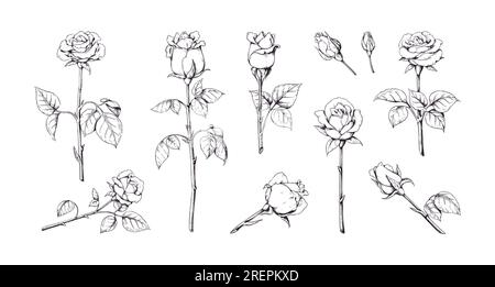 Fleurs roses. Dessin d'esquisse de ligne vintage, conception de tatouage de tige dessinée à la main, feuille de gravure noire et fleur, ensemble décoratif isolé botanique. Bourgeon avec pétales. Pétales de Bud Garden. Illustration vectorielle Illustration de Vecteur