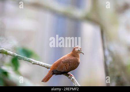 La colombe bleue femelle (Claravis pretiosa) est une petite colombe tropicale du Nouveau monde. Il est relativement commun dans les bois ouverts, les lisières de forêt, les clairières Banque D'Images