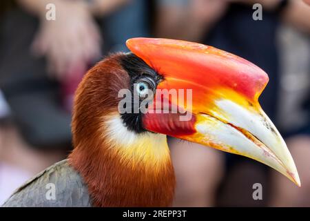 L'image de gros plan de Rufous charme. Il est parfois appelé 'l'horloge des montagnes' en raison de son appel périodique de noontime. Banque D'Images