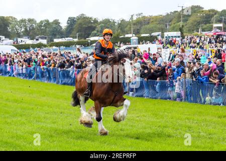 East Kilbride, Royaume-Uni. 29 juillet 2023. Plusieurs milliers de personnes se sont rendues pour le Farm Show annuel, East Kilbride, près de Glasgow, Écosse, Royaume-Uni. Le spectacle comprenait des évaluations du bétail, des expositions de machines agricoles anciennes, des démonstrations de tonte de moutons et des courses de chevaux Clydesdale. BAILEY BUCKLAND de Kilmarnock, Ayrshire, chevauchant Apollo, un Clydesdale de 9 ans qui franchit la ligne d'arrivée et remporte la course crédit : Findlay/Alamy Live News Banque D'Images