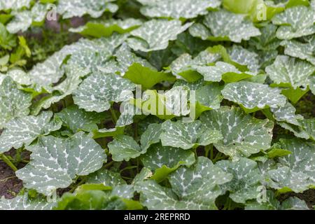 Feuilles de citrouille verte poussant sur la parcelle de légumes. Les feuilles de citrouille se rapprochent dans le potager. Banque D'Images