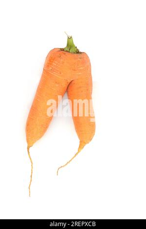 Légume de carotte fourchu mal formé, causé par le champignon pythium ou le sol rempli de petites roches. Aliment naturel organique riche en fibres, bêta-carotène. Banque D'Images