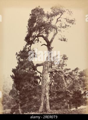 The Lone Pine Tree circa 1858 par Horatio Ross Banque D'Images