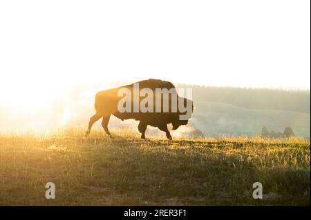 Breath of Dawn de Bison Crossing Yellowstone Hillside Banque D'Images