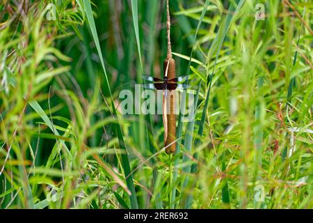 Libellule skimmer veuve perchée sur une queue de poule entourée de hautes herbes à une vue rapprochée du lac sur une journée ensoleillée en été Banque D'Images
