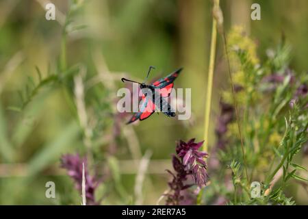 Six spots Burnet Moth en vol Banque D'Images