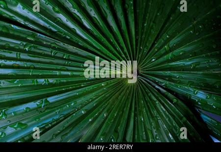 Feuille de palmier verte recouverte de gouttes d'eau après la pluie. Banque D'Images