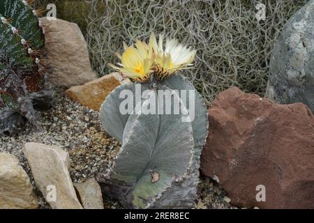 Cactus à chapeau d'évêque en latin appelé Astrophytum myriostigma avec des fleurs jaunes en pleine fleur. Banque D'Images