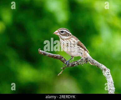 Un gros-bec femelle à poitrine rose ( Pheucticus ludovicianus ) en plumage reproducteur perché sur une branche à la lisière des bois. Banque D'Images