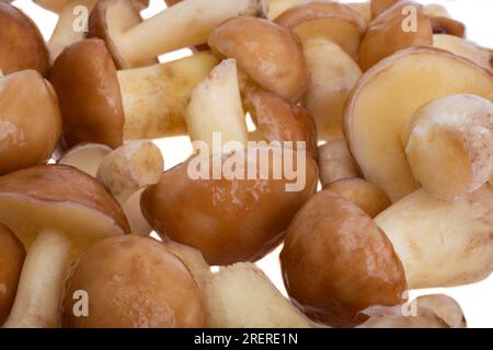 Champignons Boletus isolé sur fond blanc Banque D'Images