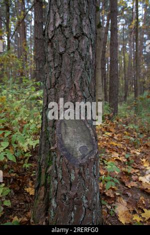 tronc d'arbre photo au premier plan, forêt de fond avec des feuilles colorées tombées en flou Banque D'Images