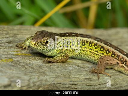 Doeberitzer Heide, Allemagne. 25 juillet 2023. 25.07.2023, Doeberitzer Heide. Un lézard mâle (Lacerta agilis) repose au soleil sur un vieux morceau de bois dans la Heide de Doeberitzer, au nord de Potsdam et à l'ouest de Berlin. Dans le paysage de la lande sur les zones de l'ancienne zone d'entraînement militaire Doeberitz, qui sont maintenant une réserve naturelle, les lézards trouvent des conditions idéales. Crédit : Wolfram Steinberg/dpa crédit : Wolfram Steinberg/dpa/Alamy Live News Banque D'Images