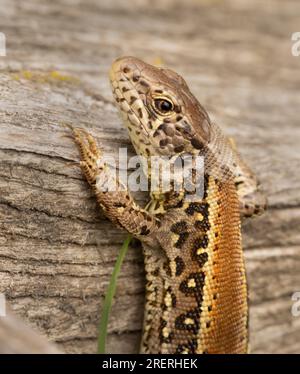 Doeberitzer Heide, Allemagne. 25 juillet 2023. 25.07.2023, Doeberitzer Heide. Une femelle lézard de clôture (Lacerta agilis), en cours de mue, rampe sur un vieux morceau de bois dans la lande de Doeberitz, au nord de Potsdam et à l'ouest de Berlin. Dans le paysage de la lande sur les zones de l'ancienne zone d'entraînement militaire Doeberitz, qui sont maintenant réserve naturelle, les lézards trouvent des conditions idéales. Crédit : Wolfram Steinberg/dpa crédit : Wolfram Steinberg/dpa/Alamy Live News Banque D'Images