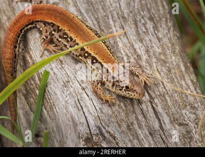 Doeberitzer Heide, Allemagne. 25 juillet 2023. 25.07.2023, Doeberitzer Heide. Une femelle lézard de clôture (Lacerta agilis) sur le point de muer est couchée au soleil sur un vieux morceau de bois à Doeberitz Heath, au nord de Potsdam et à l'ouest de Berlin. Dans le paysage de la lande sur les zones de l'ancienne zone d'entraînement militaire Doeberitz, qui sont maintenant réserve naturelle, les lézards trouvent des conditions idéales. Crédit : Wolfram Steinberg/dpa crédit : Wolfram Steinberg/dpa/Alamy Live News Banque D'Images