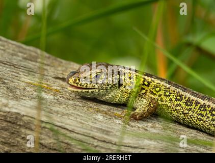 Doeberitzer Heide, Allemagne. 25 juillet 2023. 25.07.2023, Doeberitzer Heide. Un lézard mâle (Lacerta agilis) repose au soleil sur un vieux morceau de bois dans la Heide de Doeberitzer, au nord de Potsdam et à l'ouest de Berlin. Dans le paysage de la lande sur les zones de l'ancienne zone d'entraînement militaire Doeberitz, qui sont maintenant une réserve naturelle, les lézards trouvent des conditions idéales. Crédit : Wolfram Steinberg/dpa crédit : Wolfram Steinberg/dpa/Alamy Live News Banque D'Images