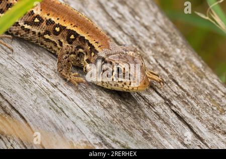 Doeberitzer Heide, Allemagne. 25 juillet 2023. 25.07.2023, Doeberitzer Heide. Une femelle lézard de clôture (Lacerta agilis), en cours de mue, rampe sur un vieux morceau de bois dans la lande de Doeberitz, au nord de Potsdam et à l'ouest de Berlin. Dans le paysage de la lande sur les zones de l'ancienne zone d'entraînement militaire Doeberitz, qui sont maintenant réserve naturelle, les lézards trouvent des conditions idéales. Crédit : Wolfram Steinberg/dpa crédit : Wolfram Steinberg/dpa/Alamy Live News Banque D'Images