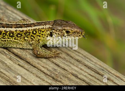 Doeberitzer Heide, Allemagne. 25 juillet 2023. 25.07.2023, Doeberitzer Heide. Un lézard mâle (Lacerta agilis) repose au soleil sur un vieux morceau de bois dans la Heide de Doeberitzer, au nord de Potsdam et à l'ouest de Berlin. Dans le paysage de la lande sur les zones de l'ancienne zone d'entraînement militaire Doeberitz, qui sont maintenant une réserve naturelle, les lézards trouvent des conditions idéales. Crédit : Wolfram Steinberg/dpa crédit : Wolfram Steinberg/dpa/Alamy Live News Banque D'Images