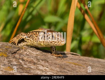 Doeberitzer Heide, Allemagne. 25 juillet 2023. 25.07.2023, Doeberitzer Heide. Une femelle lézard de clôture (Lacerta agilis), en cours de mue, rampe sur un vieux morceau de bois dans la lande de Doeberitz, au nord de Potsdam et à l'ouest de Berlin. Dans le paysage de la lande sur les zones de l'ancienne zone d'entraînement militaire Doeberitz, qui sont maintenant réserve naturelle, les lézards trouvent des conditions idéales. Crédit : Wolfram Steinberg/dpa crédit : Wolfram Steinberg/dpa/Alamy Live News Banque D'Images