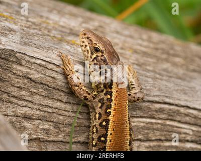 Doeberitzer Heide, Allemagne. 25 juillet 2023. 25.07.2023, Doeberitzer Heide. Une femelle lézard de clôture (Lacerta agilis), en cours de mue, rampe sur un vieux morceau de bois dans la lande de Doeberitz, au nord de Potsdam et à l'ouest de Berlin. Dans le paysage de la lande sur les zones de l'ancienne zone d'entraînement militaire Doeberitz, qui sont maintenant réserve naturelle, les lézards trouvent des conditions idéales. Crédit : Wolfram Steinberg/dpa crédit : Wolfram Steinberg/dpa/Alamy Live News Banque D'Images