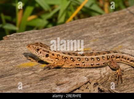 Doeberitzer Heide, Allemagne. 25 juillet 2023. 25.07.2023, Doeberitzer Heide. Une femelle lézard de clôture (Lacerta agilis) repose au soleil sur un vieux morceau de bois dans la lande de Doeberitz, au nord de Potsdam et à l'ouest de Berlin. Dans le paysage de la lande sur les zones de l'ancienne zone d'entraînement militaire Doeberitz, qui sont maintenant réserve naturelle, les lézards trouvent des conditions idéales. Crédit : Wolfram Steinberg/dpa crédit : Wolfram Steinberg/dpa/Alamy Live News Banque D'Images