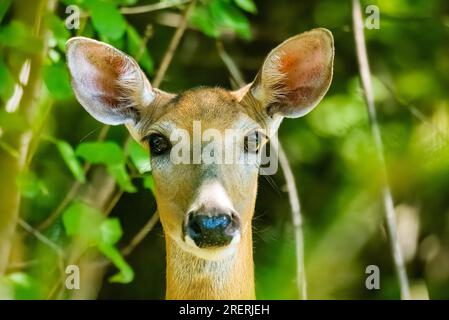 Une biche prend une pause de l'alimentation pour regarder la caméra. Banque D'Images