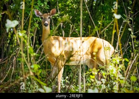 Une biche prend une pause de l'alimentation pour regarder la caméra. Banque D'Images