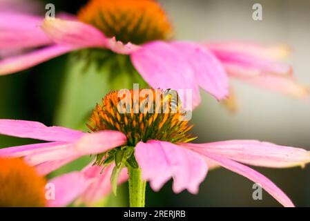 Une abeille à miel pollinise une fleur de coneflower pourpre. Banque D'Images