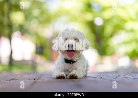 Beau chien maltais joyeux, animal de compagnie, chiot blanc dans le jardin, ludique, affectueux, vif, intelligent mignon petit chien, excellent membre de la famille à fourrure Banque D'Images