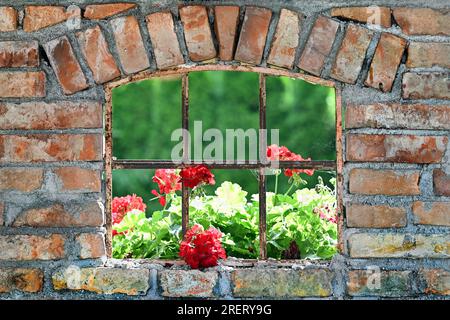 Fenêtre en brique rustique ouverte avec des barres de métal et des fleurs de géranium rouge vif en été Banque D'Images