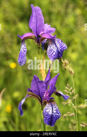 Iris de Sibérie (Iris siberica) dans le pré à au sur le lac Zürich Banque D'Images