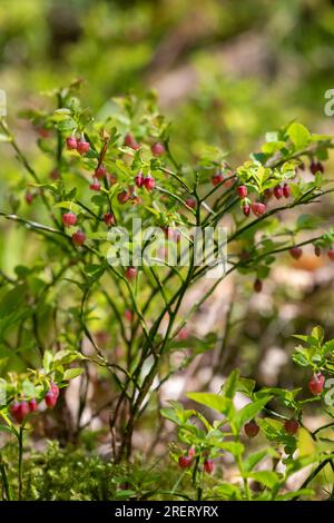 Gros plan de fleurs de bleuet européen (vaccinium myrtillus) en fleurs Banque D'Images