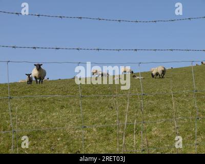 Cornouailles, Royaume-Uni, printemps 2022 : 'sélectionnez tous les carrés contenant des moutons'. Des moutons paissent derrière une clôture barbelée sur une colline de Cornouailles. Banque D'Images