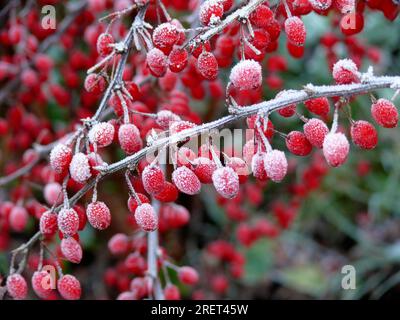 Baies d'épine-vinette avec gelée de canular, épine dorsale européenne (Berberis vulgaris), épine aigre, baie de vinaigre, véritable épine-vinette Banque D'Images