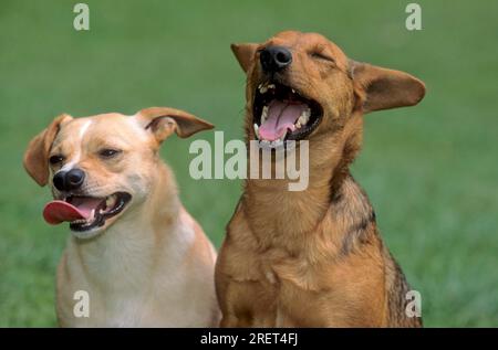 2 races mixtes, chien riant, riant à mort, bouche ouverte Banque D'Images