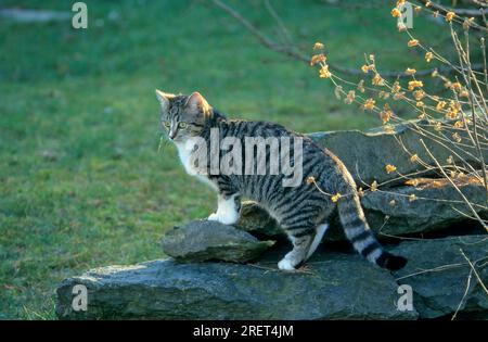Chat domestique, tabby gris-blanc Banque D'Images