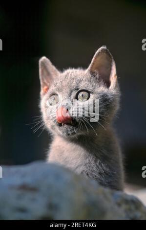 Jeune chaton domestique, mélange siamois-Carthouse, 10 semaines, langue sortie, léchage Banque D'Images