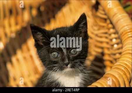 Jeune chaton domestique, noir et blanc assis dans un panier en osier Banque D'Images