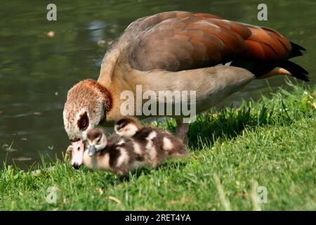 Oie égyptienne (Alopochen aegyptiacus) avec de petits poussins Banque D'Images