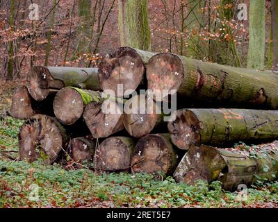 Troncs de hêtre, bois de hêtre dans la forêt d'automne, entrepôt de bois Banque D'Images