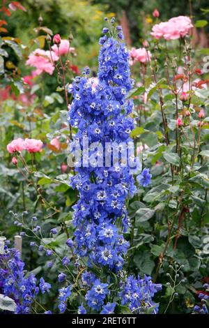 Beaux Delphiniums bleu sur l'affichage à Butchart Gardens Banque D'Images