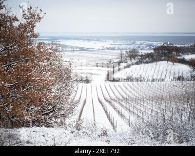 Paysage d'hiver avec des vignes sur le lac de Neusiedl en Burgenland Banque D'Images