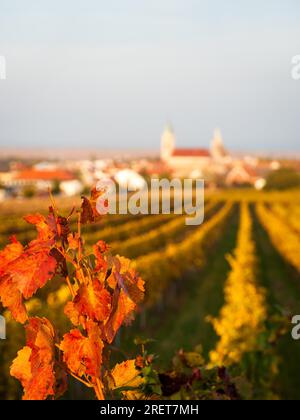 Vignoble en automne à la rouille sur le lac neusiedl Banque D'Images