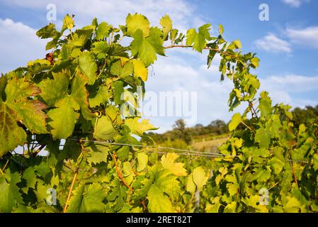 Vignobles d'automne à Burgenland près d'Eisenstadt Banque D'Images